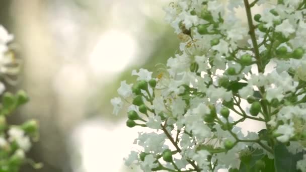 Hormiga se arrastra en Crepe Myrtle Flower, 4K — Vídeo de stock