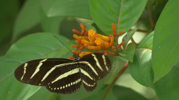 Deux papillons à ailes longues zébrés visitent la même fleur, 4K — Video