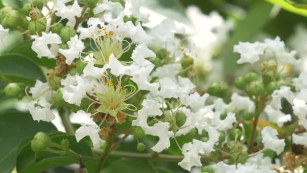 Closeup of White Crepe Myrtle Blossoms — Stock Video