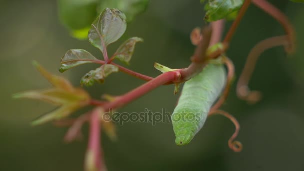 Het hoofd van een groene Hornworm-Caterpillar opknoping van de wijnstokken, 4k — Stockvideo