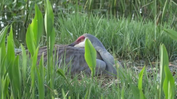 Grues Bébé Sandhill apparaît sous l'aile de maman à Nest, 4K — Video