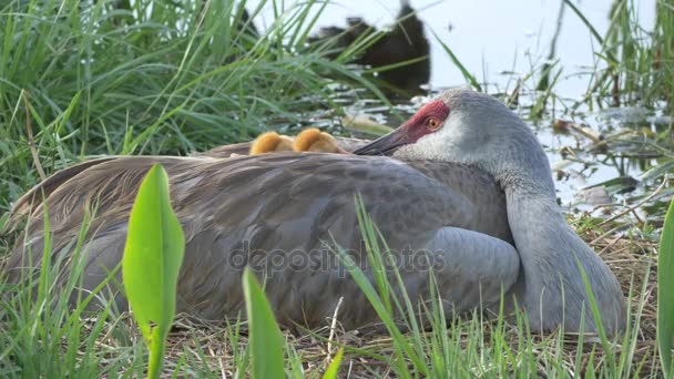 Dos grúas de bebé Sandhill se esconden bajo el ala de mamá en el nido, 4K — Vídeo de stock
