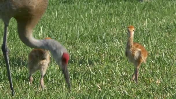 Sandhill Crane Chicks Follow Mom Through Grass, 4K — Stock Video