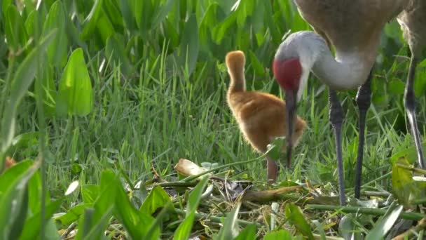 Sandhill Crane Chick Relógios irmão como mãe reconstrói ninho, 4K — Vídeo de Stock