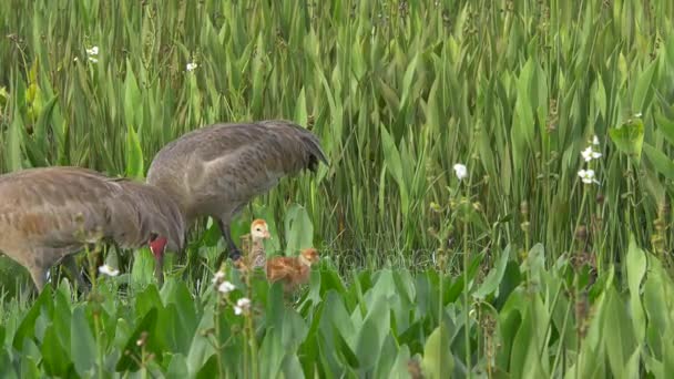 Sandhill Crane construye nido con polluelos recién nacidos cerca, 4K — Vídeo de stock