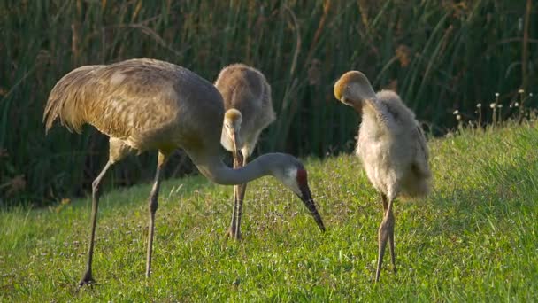 Moeder, psammophila kraan en twee jonge kuikens wandelen langs de rand van de vijver, 4k — Stockvideo