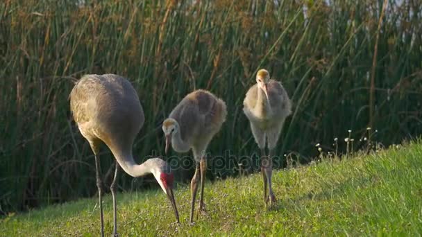 Sandhill Crane mor och två unga kycklingar utfodring, 4k — Stockvideo