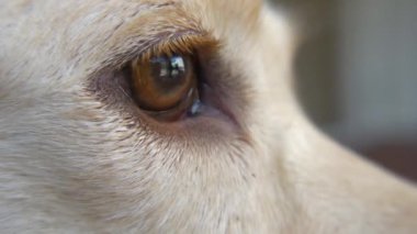 O Falls uyuyor, 4k olarak köpeğin göz closeup