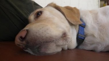 Ahşap güverte, 4 k sahibi yanında uykuya köpek