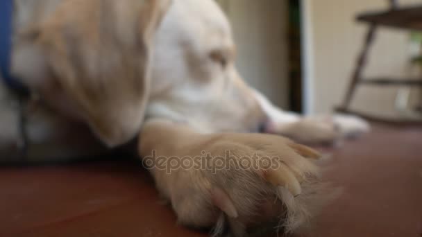 Dog Sleeping on Porch, Shallow Depth of Field, 4K — Stock Video