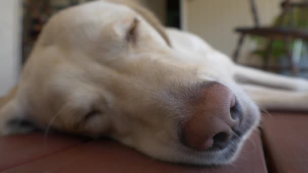 Mocno strzał pies śpi na drewnianym tarasem, 4k — Wideo stockowe