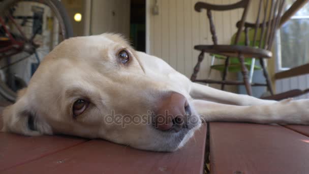 Amarillo Labrador cae dormido en el porche delantero de casa de campo, 4K — Vídeo de stock