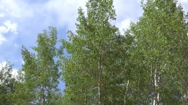 Rüzgar hışırtı Aspen yaprakları yeşil dağ Falls Colorado