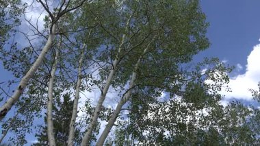 Aspen yaprakları Cripple Creek Colorado hışırtı Rüzgar