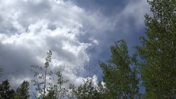 Vent Rustling Aspen Leaves Manitou Springs Colorado — Video