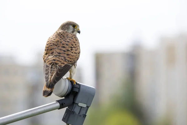 Single Common Kestrel bird on a city — Stock Photo, Image