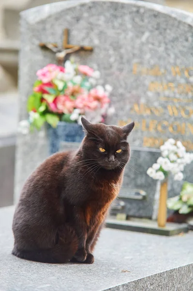 Paris mezarlıkta mezarlıkta oturan kedi