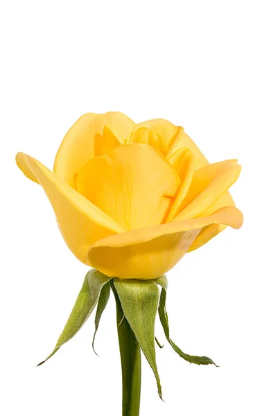 Žlutá růže, samostatný — Stock fotografie