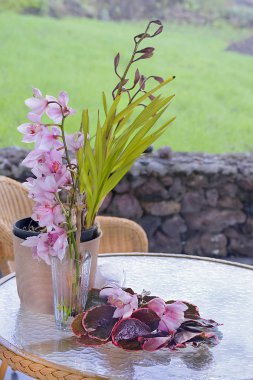 bir tencerede orkide 