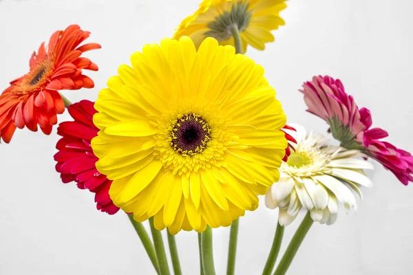 रंगीन gerbera फूलों का गुफा — स्टॉक फ़ोटो, इमेज