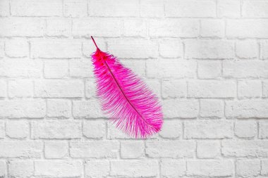 Beyaz tuğlalardan bir duvarın önüne düşen menekşe tüyü.