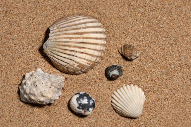 Deniz kabukları altın kumların üzerinde