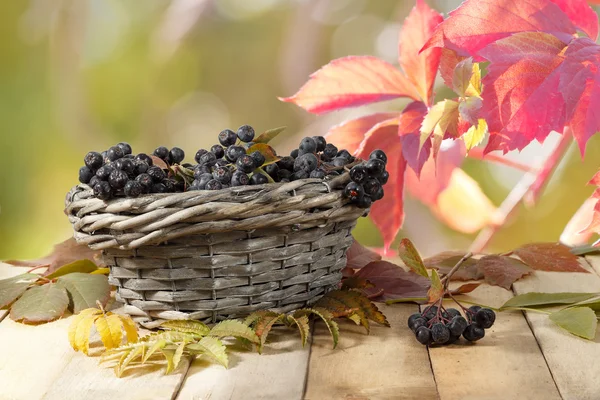 Aronia (chokeberry) в плетеной корзине на деревянном столе на фоне красных листьев — стоковое фото