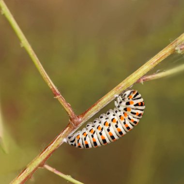 Onun son günlerini bir tırtıl olarak yaklaşıyor Papilio Catterpillar machaon.
