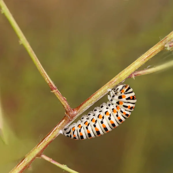 Onun son günlerini bir tırtıl olarak yaklaşıyor Papilio Catterpillar machaon. — Stok fotoğraf