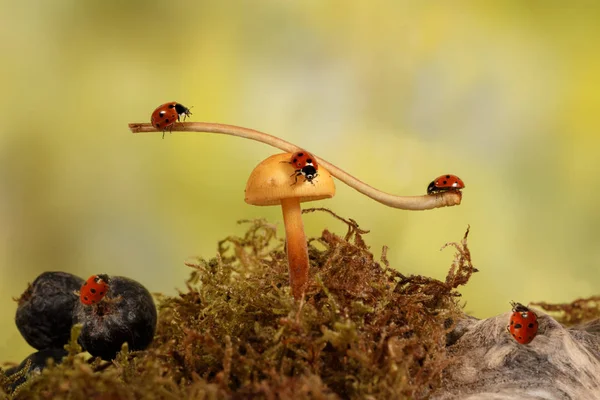 Close-up joaninhas balançando no ramo no cogumelo no prado — Fotografia de Stock