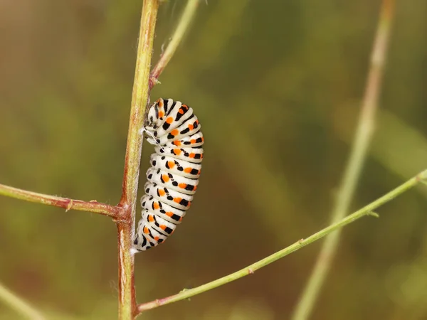 Lagarta de Papilio machaon se aproximando de seus últimos dias como uma lagarta . — Fotografia de Stock