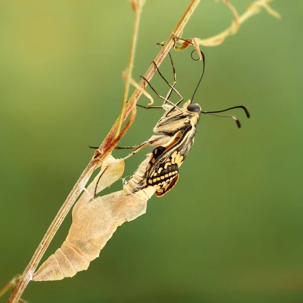 Zbliżenie, niesamowite moment motyl (Papilio machaon) wyłania się z poczwarek na gałązka na zielonym tle. płytkie dof — Zdjęcie stockowe