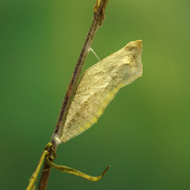 Closeup koza kelebeği (Papilio machaon) dal yeşil zemin üzerine. 