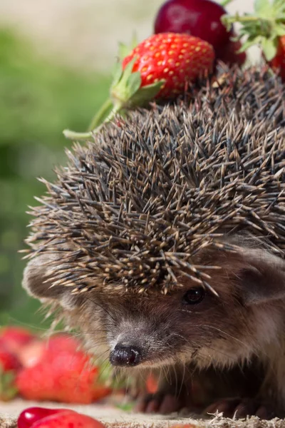 Närbild ganska ung igelkott, Erinaceus europaeus, med körsbär och jordgubbe på törnen. Vertikala sammansättning. Selektivt fokus — Stockfoto