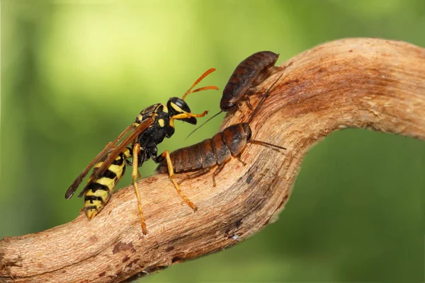 Closeup two little nymphs of madagascar cockroache  and wasp (polistes dominula) on branch on green leaves background. animal humor — Stock Photo, Image