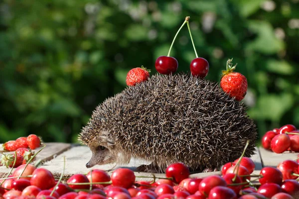 Pretty young hedgehog, Erinaceus europaeus, with cherry and strawberry on thorns among the sweet berry on green leaves background — Stock Photo, Image