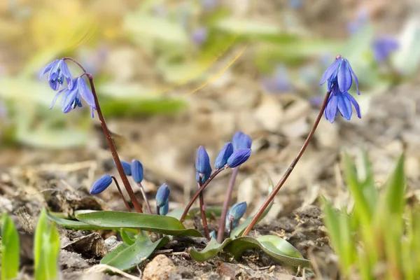 Closeup mavi erken bahar bitkiler. Scilla ilk sonra uzun bir kış bu çiçeği çiçek. Yeni bir hayat kavramı. Sığ derinlik-in tarla. Güneşli gün — Stok fotoğraf