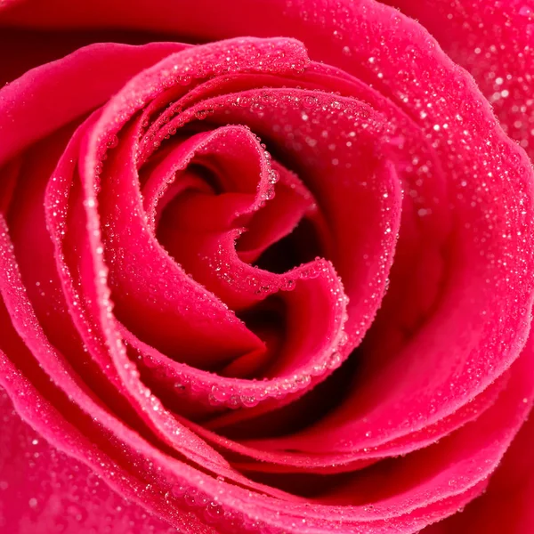 Flor rosa de primer plano con gotas de rocío. composición cuadrada . —  Fotos de Stock