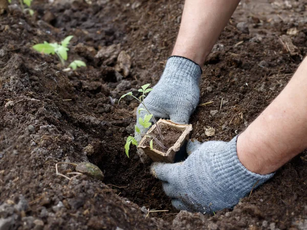 Planting tomato. Man\'s hands in rag gloves are planting plants  in a bed.