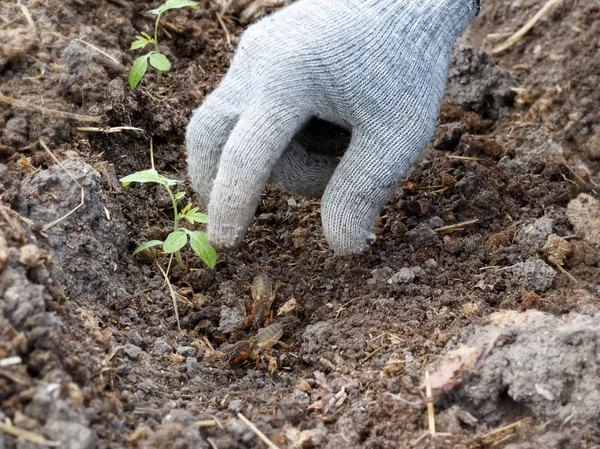 Una mano enguantada atrapa los grillos topo en el jardín al plantar tomates —  Fotos de Stock