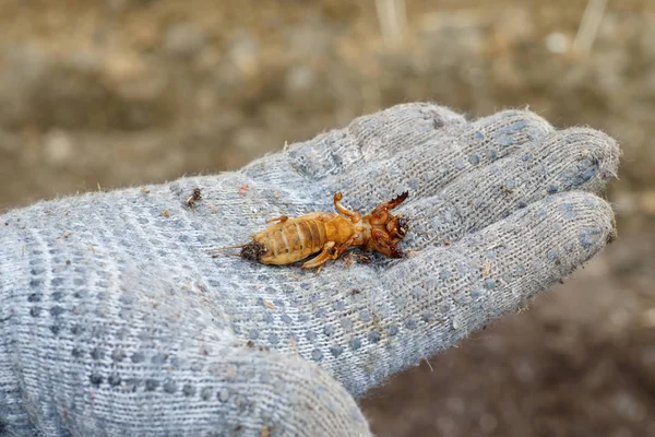 Closeup dead mole cricket in the palm of hand in the grey rag glove. Pest control.