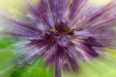 Yakınlaştırma ile Lila çiçek dramatik patlama bulanıklık etkisi