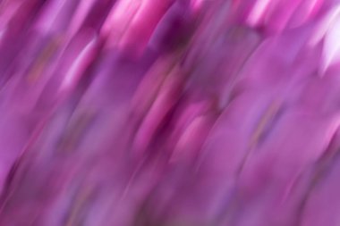 yumuşak bahar mor pembe arka plan