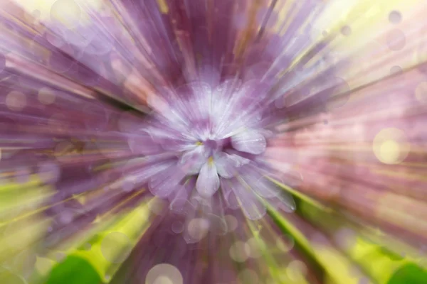 Desenfoque radial abstracto con efecto zoom de flores lila —  Fotos de Stock