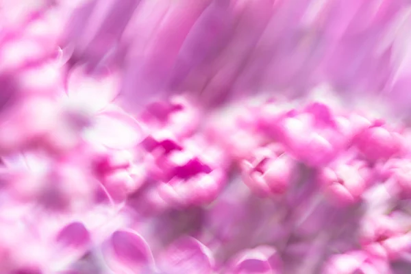 Suave primavera púrpura flores abstractas fondo de pantalla y decoración —  Fotos de Stock