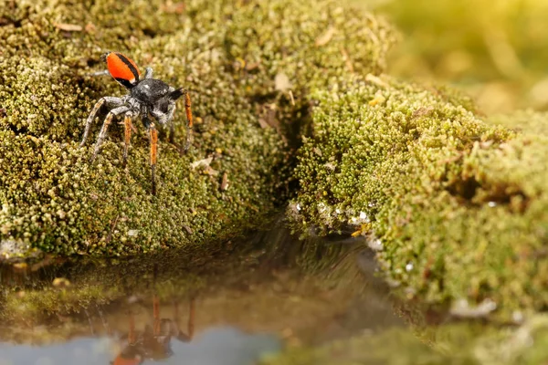 クローズ アップ ハエトリグモ、Philaeus 観察として知られている苔の緑の上に水の上に立つ. — ストック写真