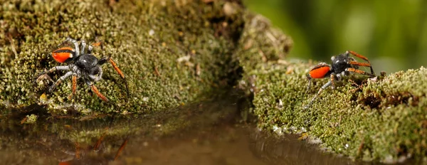 Acercamiento dos arañas saltarinas, conocidas como Philaeus chrysops, corre sobre el agua en verde musgo . —  Fotos de Stock