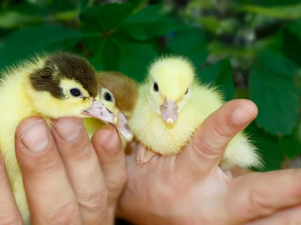 Tres ánades reales recién nacidos y patos almizcleros en manos del granjero. Lindos patitos . — Foto de Stock