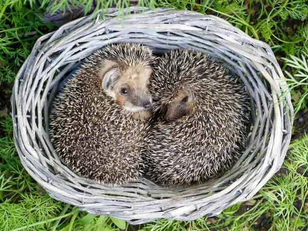 Dos lindos erizos jóvenes dentro de la mimbre de cestas de vid en hierba verde — Foto de Stock