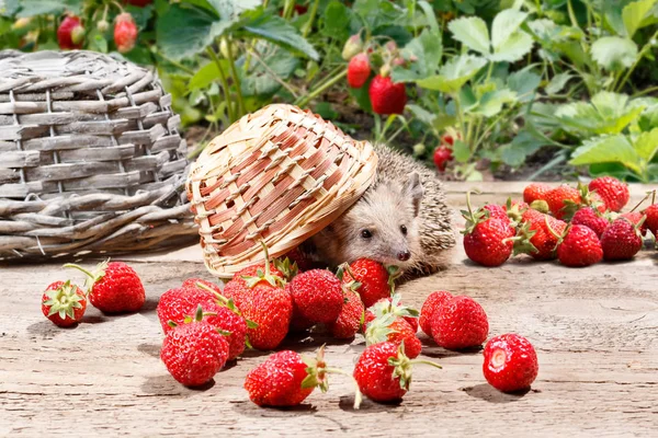 A curious hedgehog turned over the basket of strawberries on a wooden walkway near the beds — Stock Photo, Image